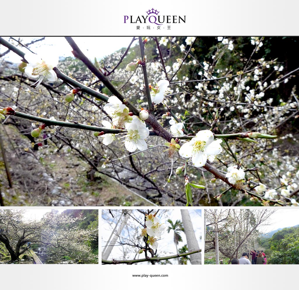 playqueen888.com大林國小、賞梅花、梅花祭、大林國小、台中、新社、梅花隧道 image