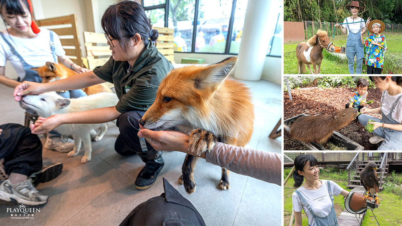 2026高雄親子景點推薦 野森動物學校｜全台唯一狐狸谷能近距離互動的親子動物園，狐狸谷、沙丘部落、水豚森林，夏日優惠9/30前買大送小