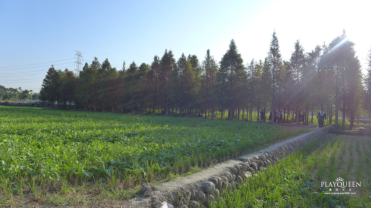 北岸路落羽松