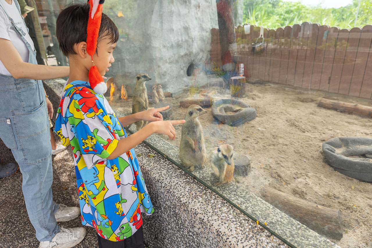 2026高雄親子景點推薦 野森動物學校｜全台唯一狐狸谷能近距離互動的親子動物園，狐狸谷、沙丘部落、水豚森林，夏日優惠9/30前買大送小