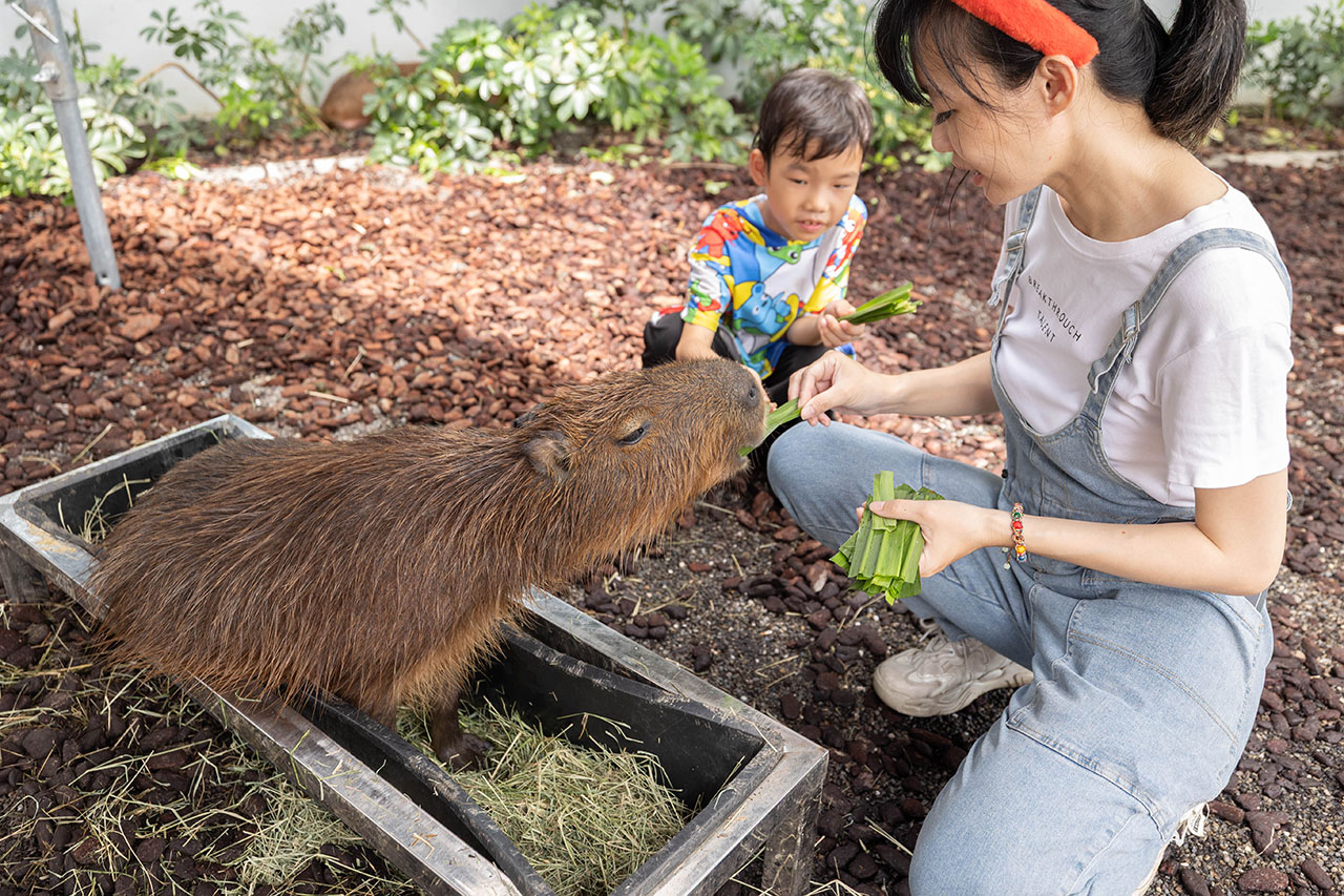 2026高雄親子景點推薦 野森動物學校|全台唯一狐狸谷能近距離互動的親子動物園,狐狸谷、沙丘部落、水豚森林,夏日優惠9/30前買大送小 2026高雄親子景點推薦 野森動物學校|全台唯一狐狸谷能近距離互動的親子動物園,狐狸谷、沙丘部落、水豚森林,夏日優惠9/30前買大送小