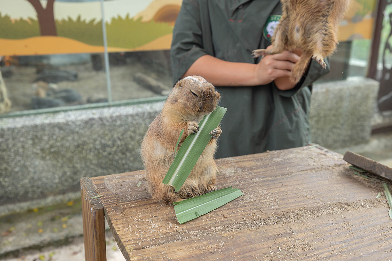 2026高雄親子景點推薦 野森動物學校|全台唯一狐狸谷能近距離互動的親子動物園,狐狸谷、沙丘部落、水豚森林,夏日優惠9/30前買大送小 2026高雄親子景點推薦 野森動物學校|全台唯一狐狸谷能近距離互動的親子動物園,狐狸谷、沙丘部落、水豚森林,夏日優惠9/30前買大送小