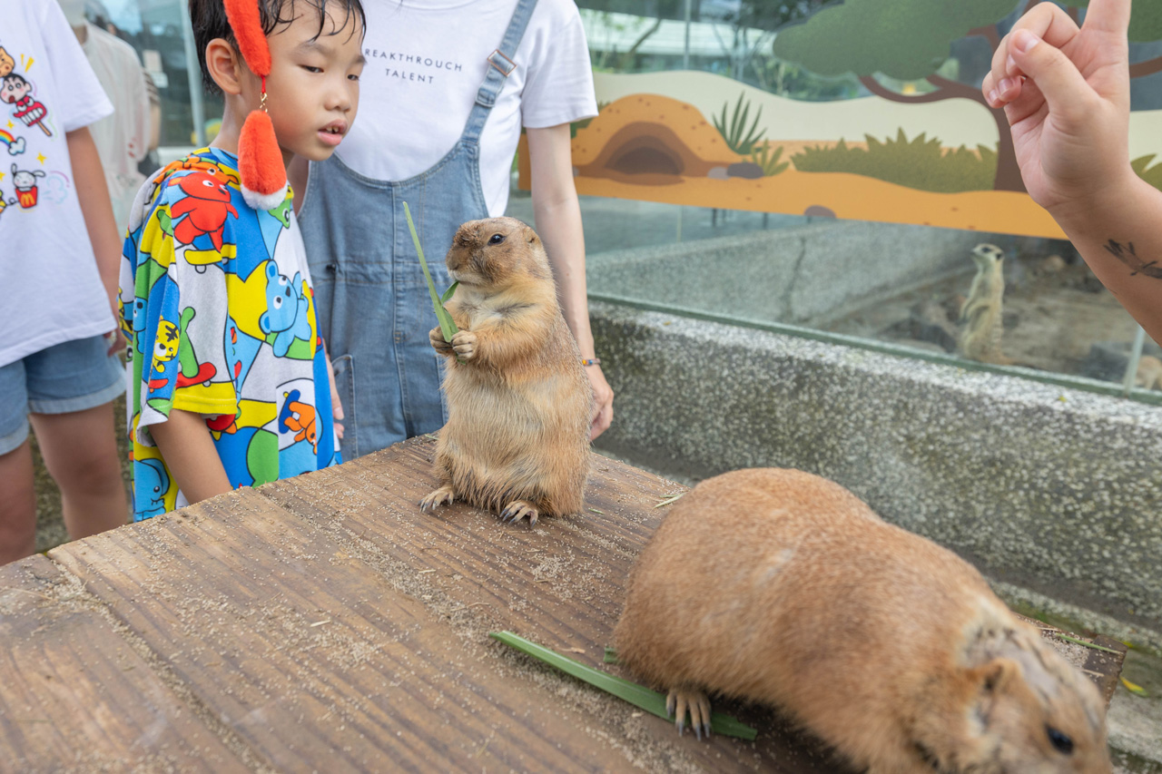 2026高雄親子景點推薦 野森動物學校｜全台唯一狐狸谷能近距離互動的親子動物園，狐狸谷、沙丘部落、水豚森林，夏日優惠9/30前買大送小