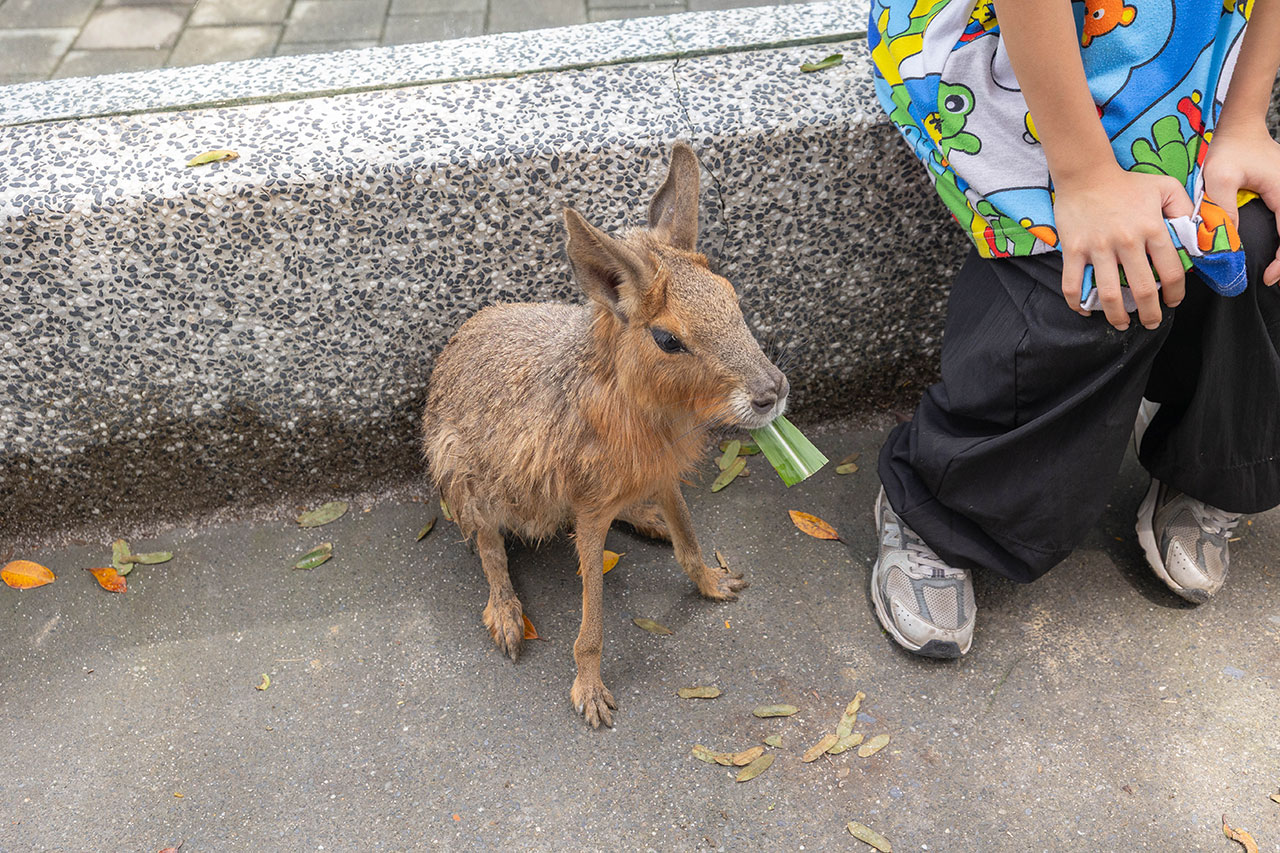 2026高雄親子景點推薦 野森動物學校｜全台唯一狐狸谷能近距離互動的親子動物園，狐狸谷、沙丘部落、水豚森林，夏日優惠9/30前買大送小