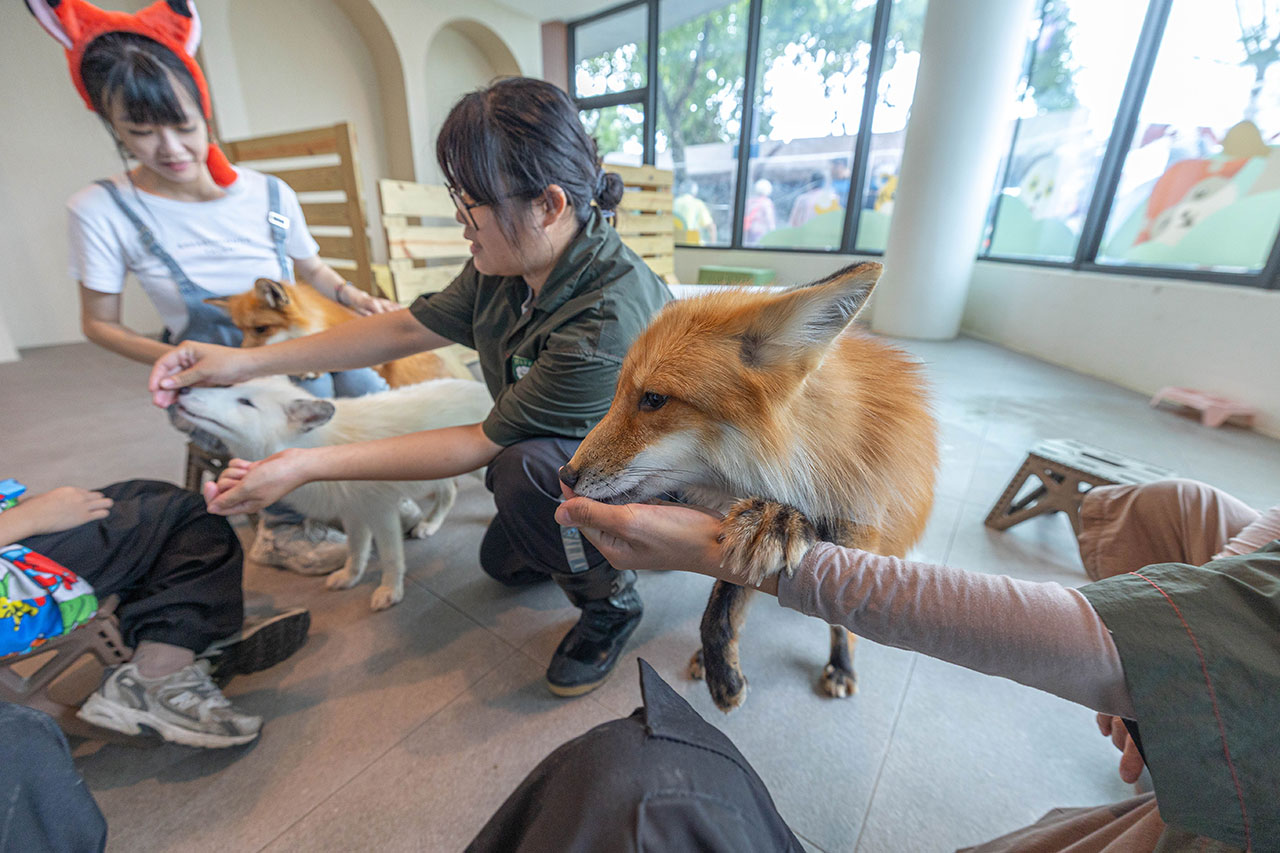 2026高雄親子景點推薦 野森動物學校｜全台唯一狐狸谷能近距離互動的親子動物園，狐狸谷、沙丘部落、水豚森林，夏日優惠9/30前買大送小
