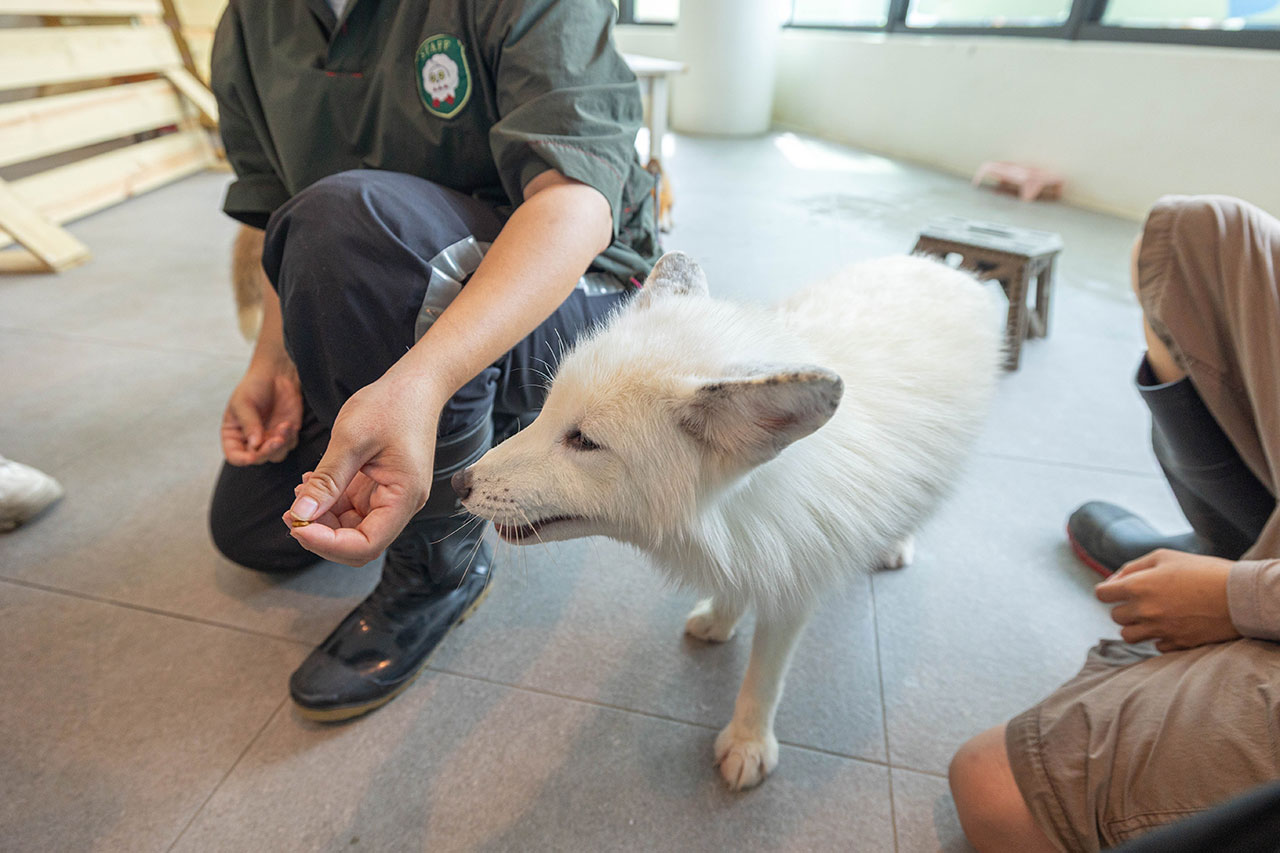 2026高雄親子景點推薦 野森動物學校｜全台唯一狐狸谷能近距離互動的親子動物園，狐狸谷、沙丘部落、水豚森林，夏日優惠9/30前買大送小