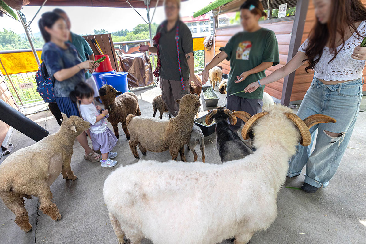2026高雄親子景點推薦 野森動物學校｜全台唯一狐狸谷能近距離互動的親子動物園，狐狸谷、沙丘部落、水豚森林，夏日優惠9/30前買大送小